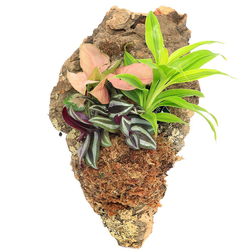 楽天市場】（観葉植物）バージンコルクプランツ コウモリラン