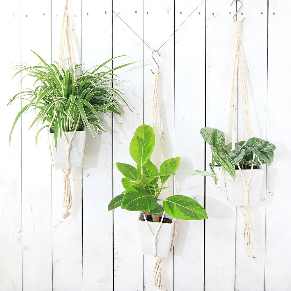 リッチェル ボタニー ハンギングキューブ 10型 ホワイト 1箱（40個）