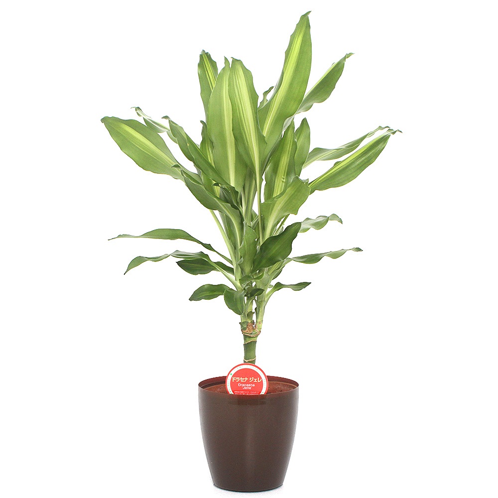 楽天市場】（観葉植物）トックリラン 5号（1鉢） : charm 楽天