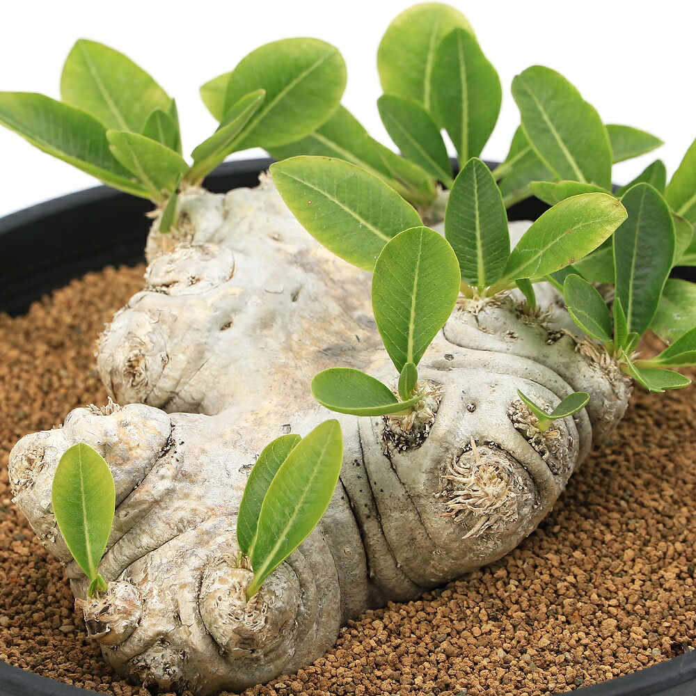 パキポディウム ブレビカウレ 恵比寿笑い | STELLA.PLANTS