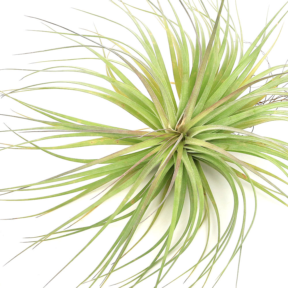 楽天市場】（観葉植物）エアープランツ チランジア ファシクラータ L