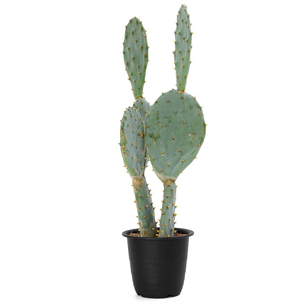 楽天市場】（多肉植物）サボテン オプンティア バニーカクタス