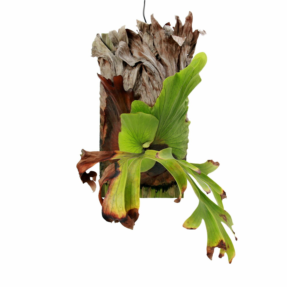 楽天市場】（観葉植物）ビカクシダ キッチャクード 6号 タイ産