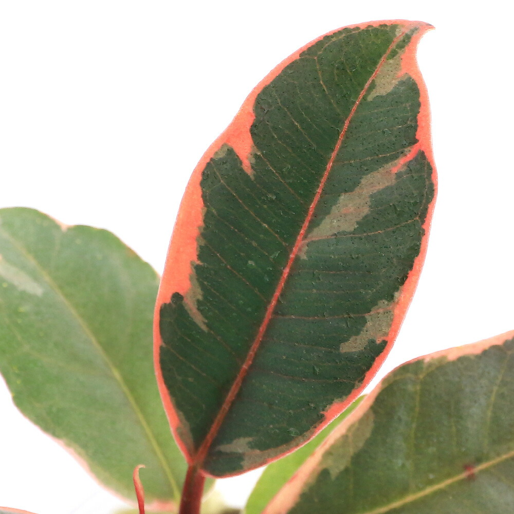 楽天市場】（観葉植物）フィカス エラスティカ ティネッケ 4号