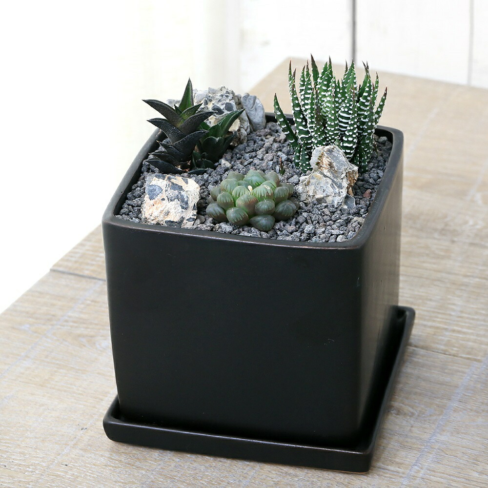 楽天市場】（観葉植物）多肉4種寄せ植え 陶器鉢植え マット