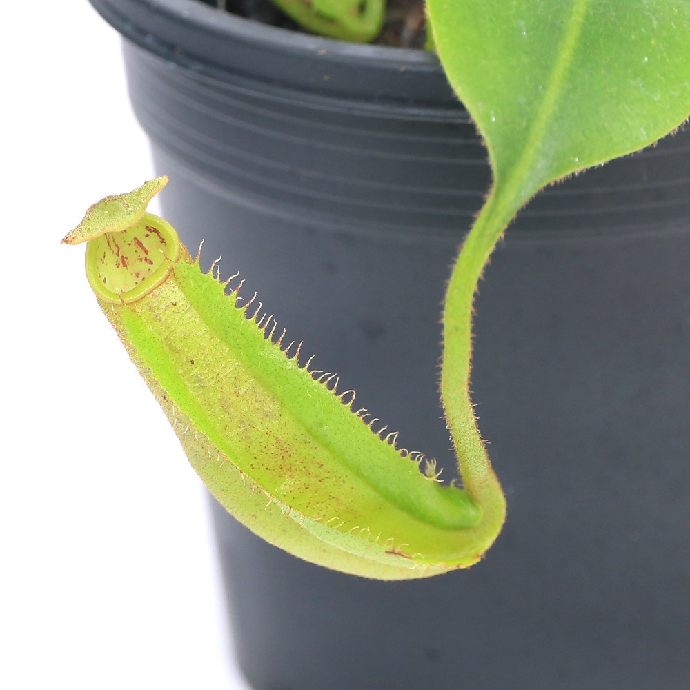 【2本植え】食虫植物 ネペンテス・ビーチ バリオ ウツボカズラ 食虫植物）ウツボカズラ ネペンテス ビーチバリオ×ケメルラング