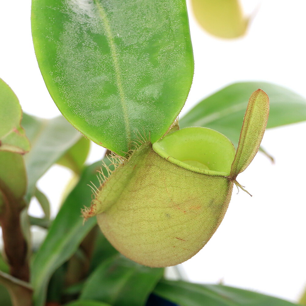 楽天市場】（食虫植物）ウツボカズラ ネペンテス ベントリコーサ×イネルミス ２．５〜３号（１鉢） : charm 楽天市場店