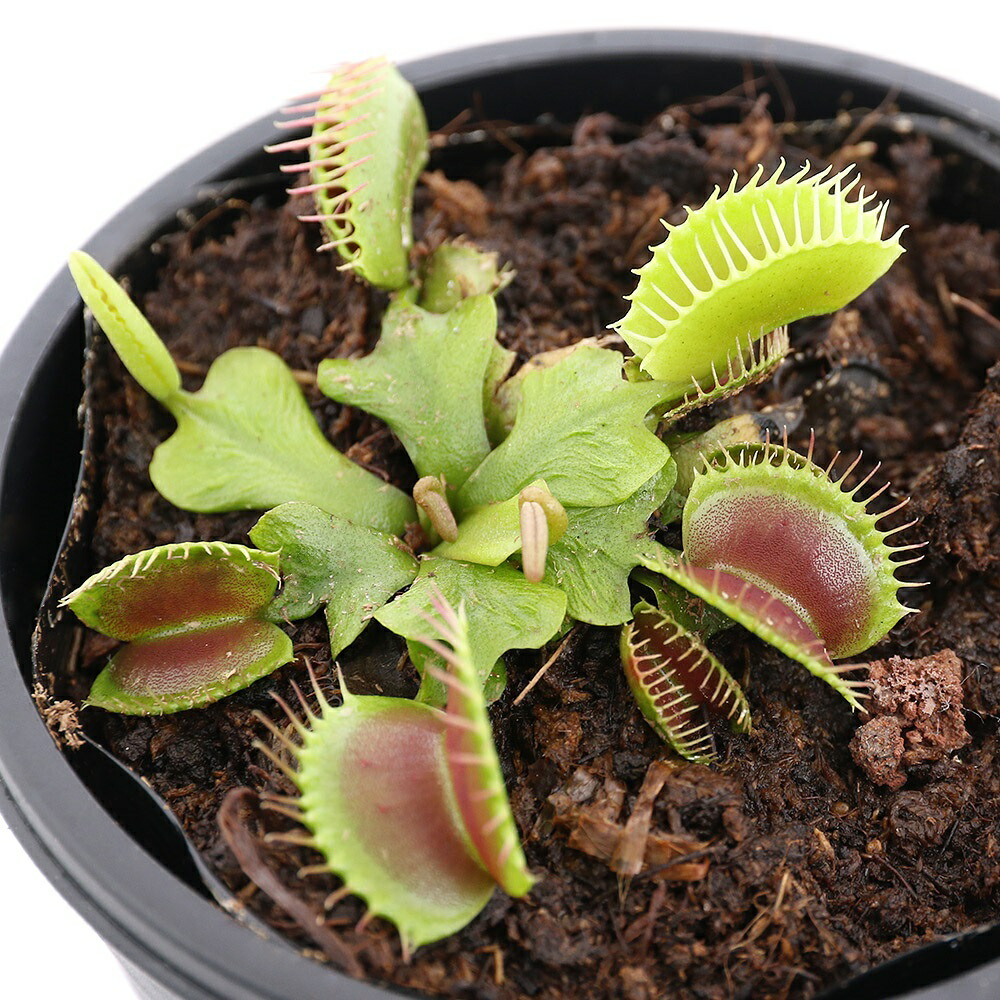 ハエトリ草 （ ハエトリソウ ） 2.5号鉢植え : 花と緑の専門店