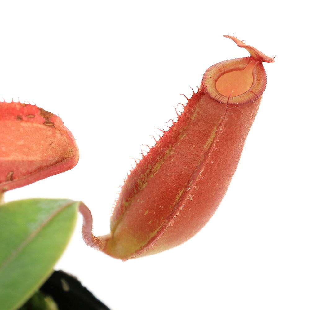 楽天市場】（食虫植物）ウツボカズラ ネペンテス アンプラリア