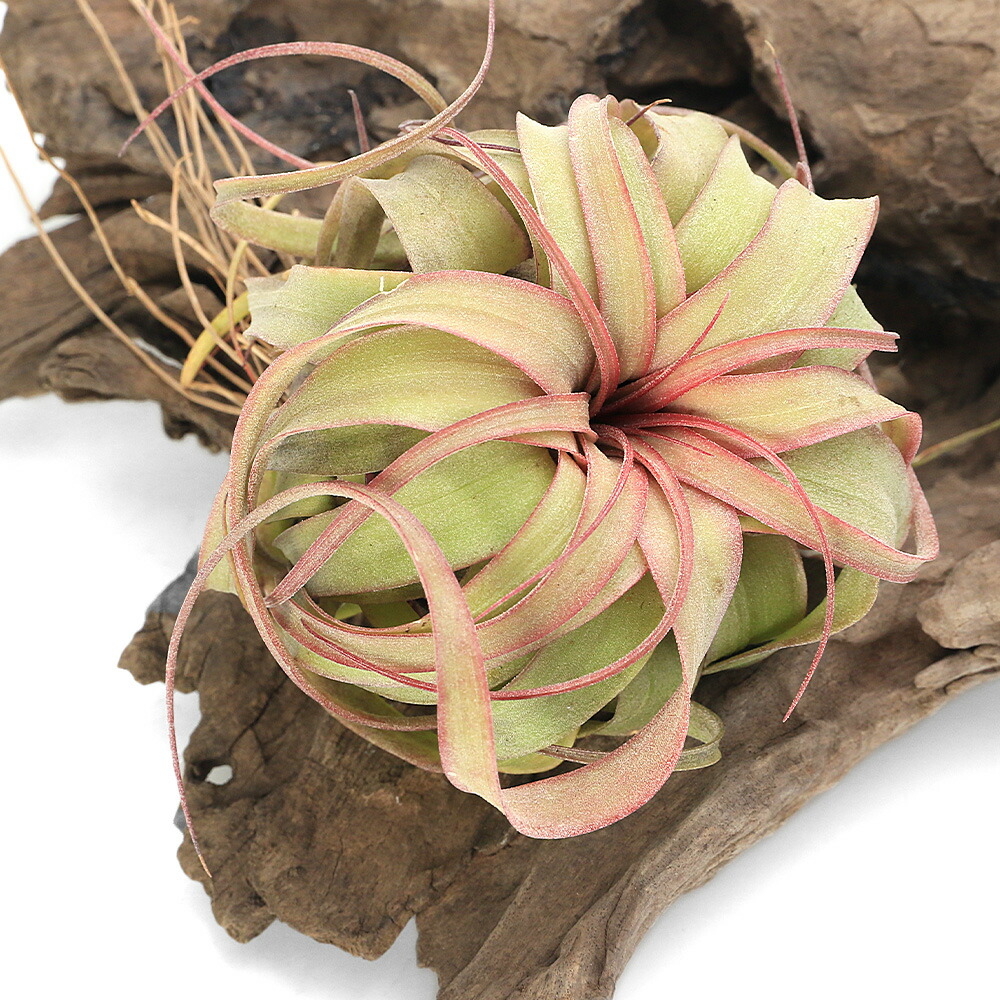 （観葉植物）エアープランツ　チランジア　エリック　ノブロック（１株）