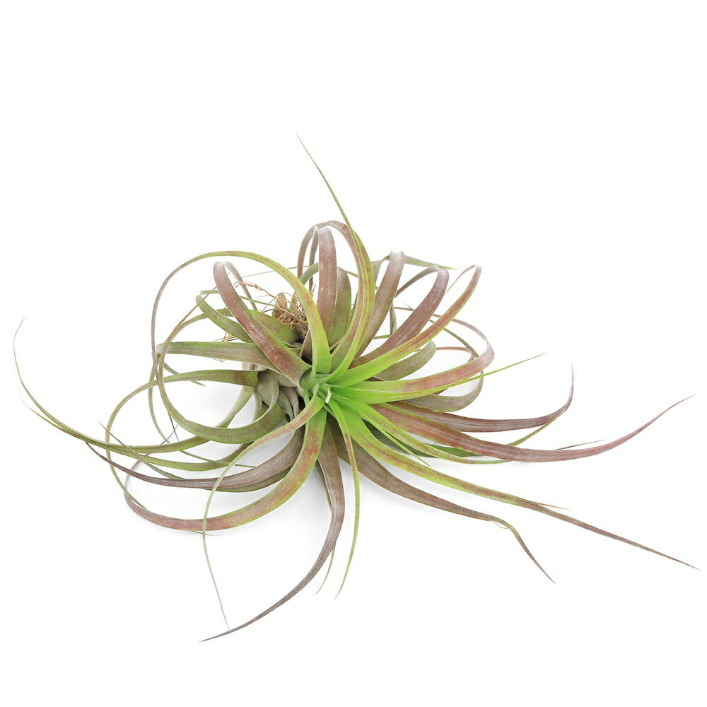 楽天市場】（観葉植物）エアープランツ チランジア ファシクラータ L