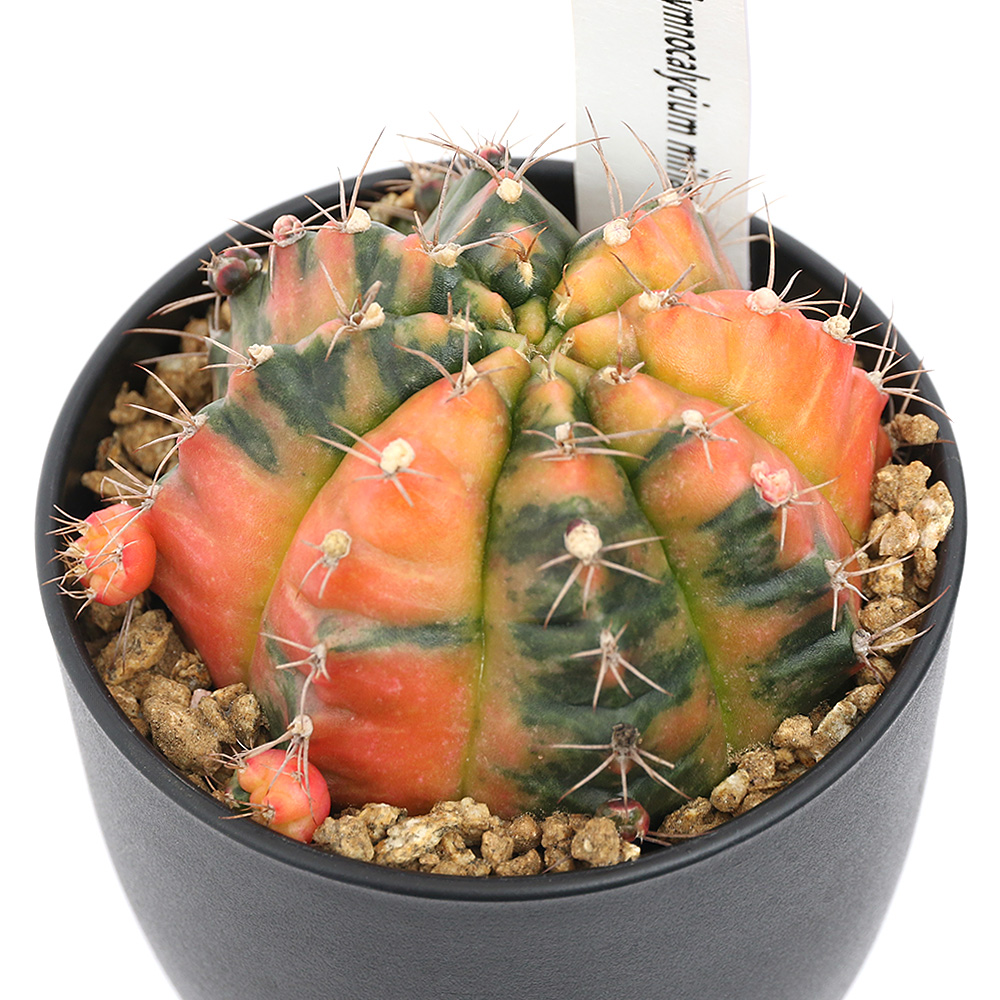 楽天市場】（多肉植物）サボテン ギムノカリキウム