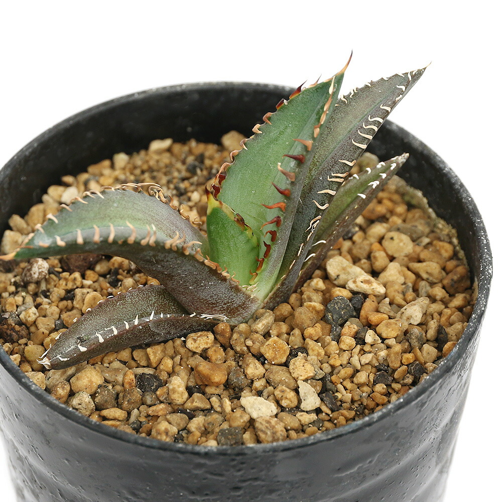 アガベ 多肉植物 チタノタ 金剛狼 仔株