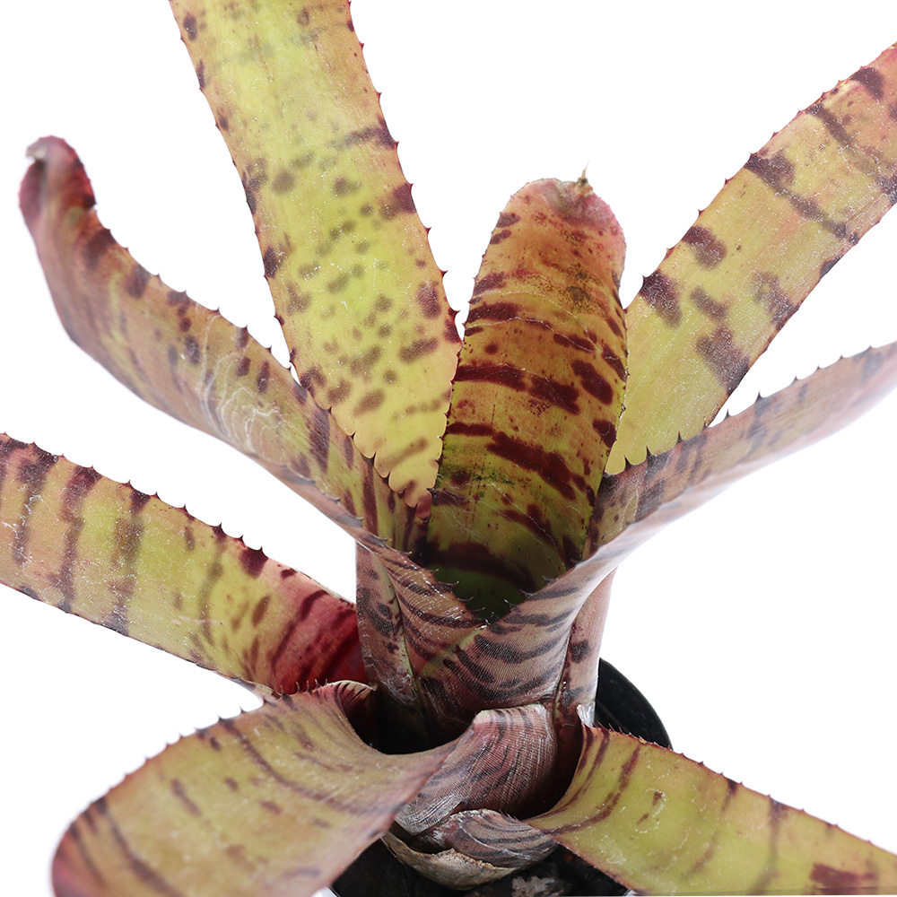 （観葉植物）ネオレゲリア　タイガー×ルブリフォリア　３号（１株）
