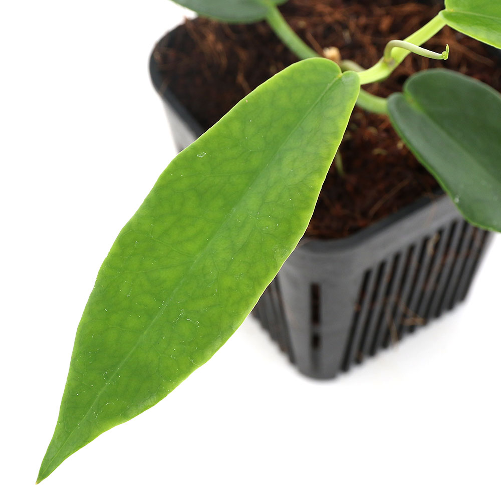 楽天市場】（観葉植物）ホヤ メリフルア 3号（1鉢） : charm 楽天市場店