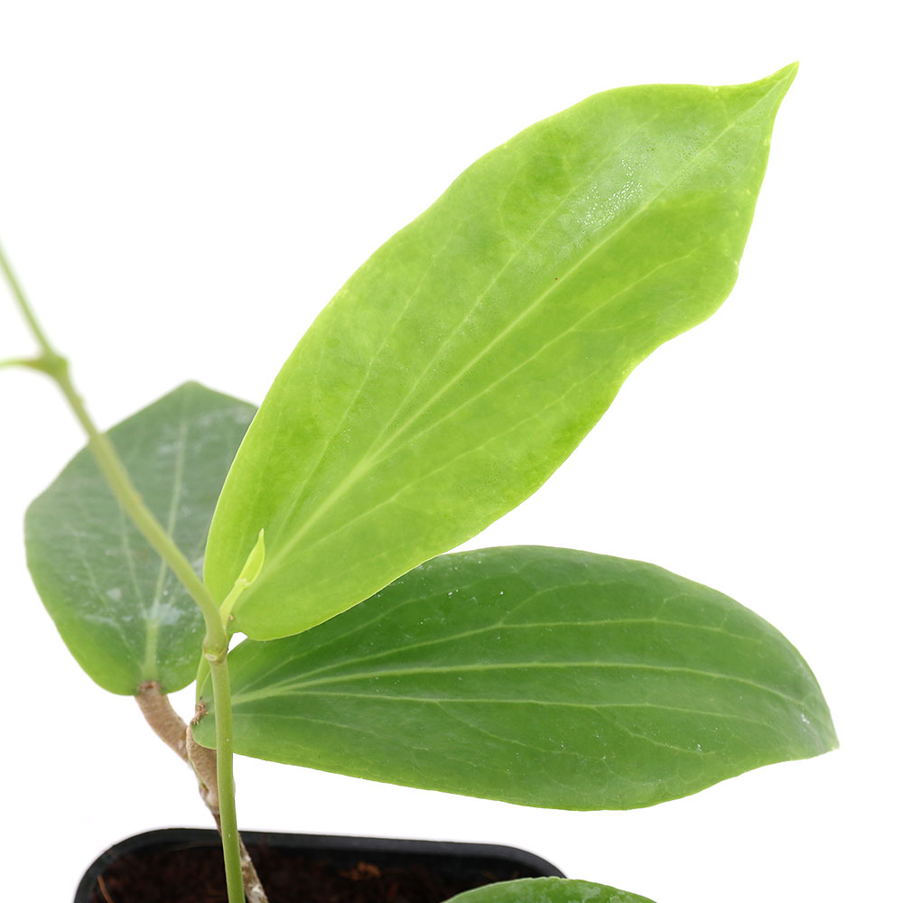 楽天市場】（観葉植物）ホヤ パテラ ピンク 3号（1鉢） : charm 楽天