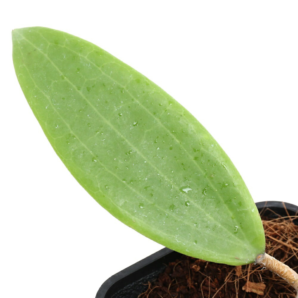 楽天市場】（観葉植物）ホヤ メリフルア 3号（1鉢） : charm 楽天市場店