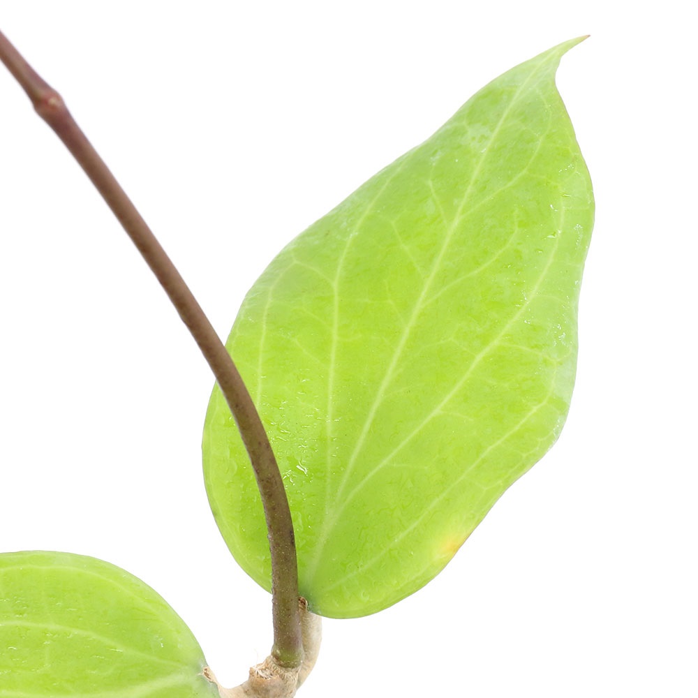 楽天市場】（観葉植物）ホヤ メリフルア 3号（1鉢） : charm 楽天市場店