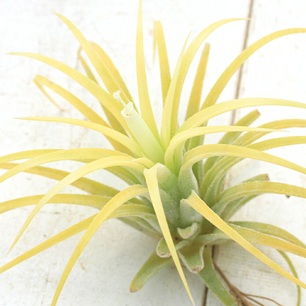 【現品・即購入OK】チランジア・カピタータ　クランプ　群生　特大　全幅約45cm 現品・即購入OK】チランジア・カピタータ クランプ 群生 特大