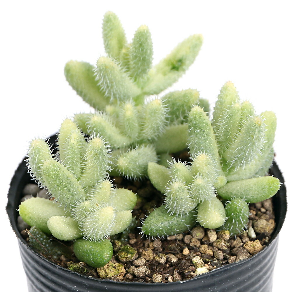 コノフィツム　大型pageae ポットごと（群生株) コノフィツム pageae 大型 パゲアエ原始種