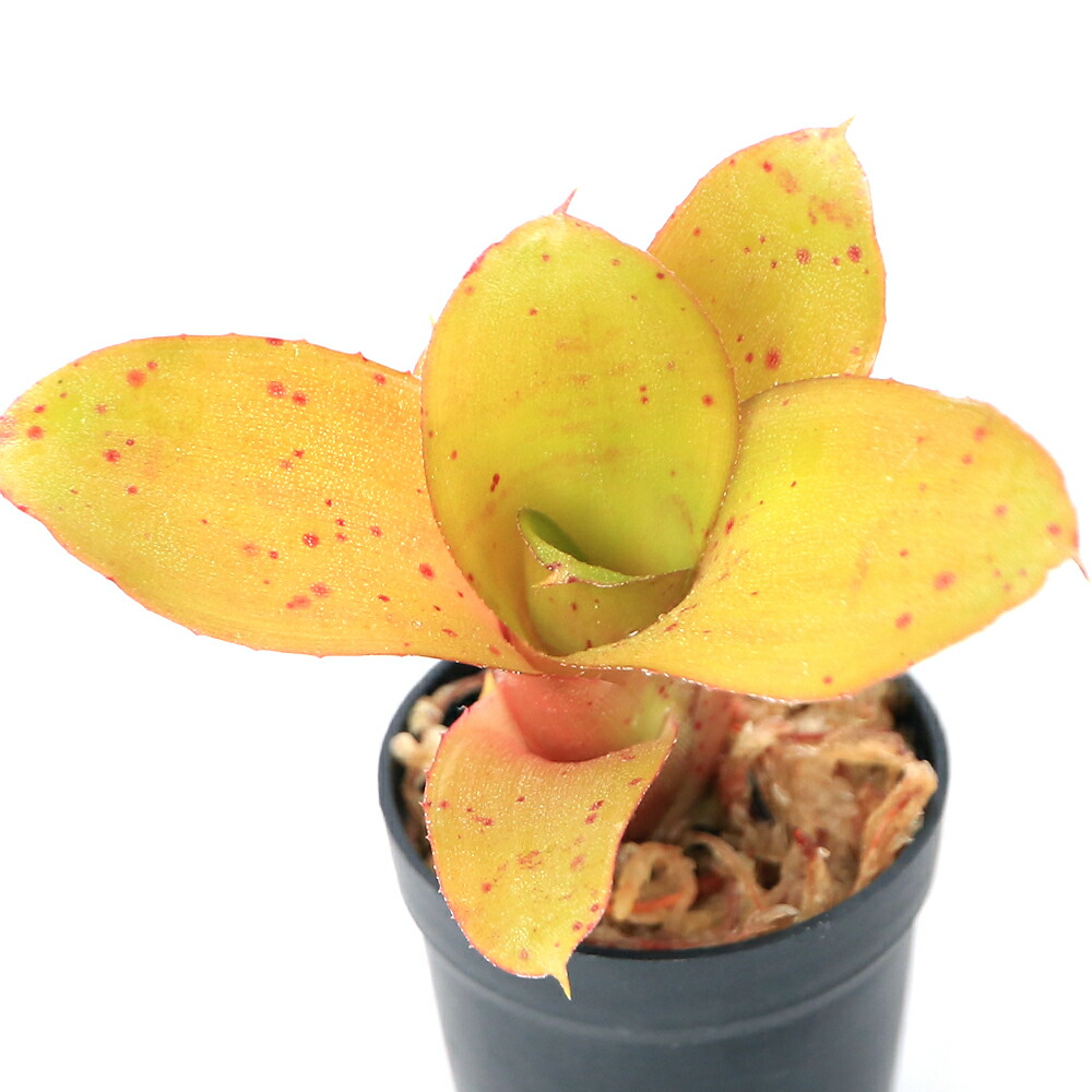 楽天市場】（観葉植物）ホヤ メリフルア 3号（1鉢） : charm 楽天市場店