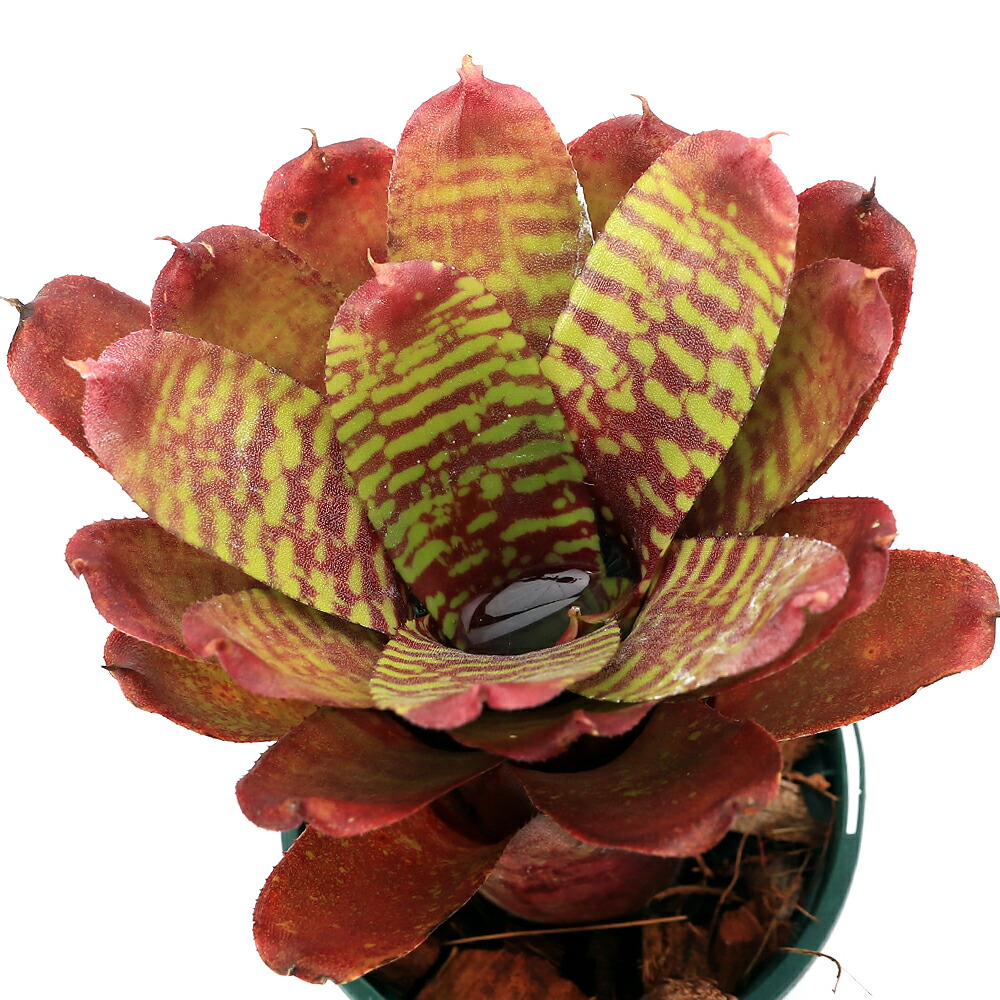 楽天市場】（観葉植物）ネオレゲリア プンクタティッシマ 'イエロー