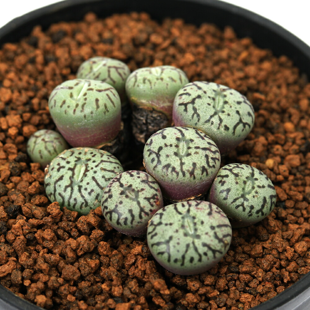 楽天市場】（多肉植物）コノフィツム マウガニー 3号（1鉢） : charm