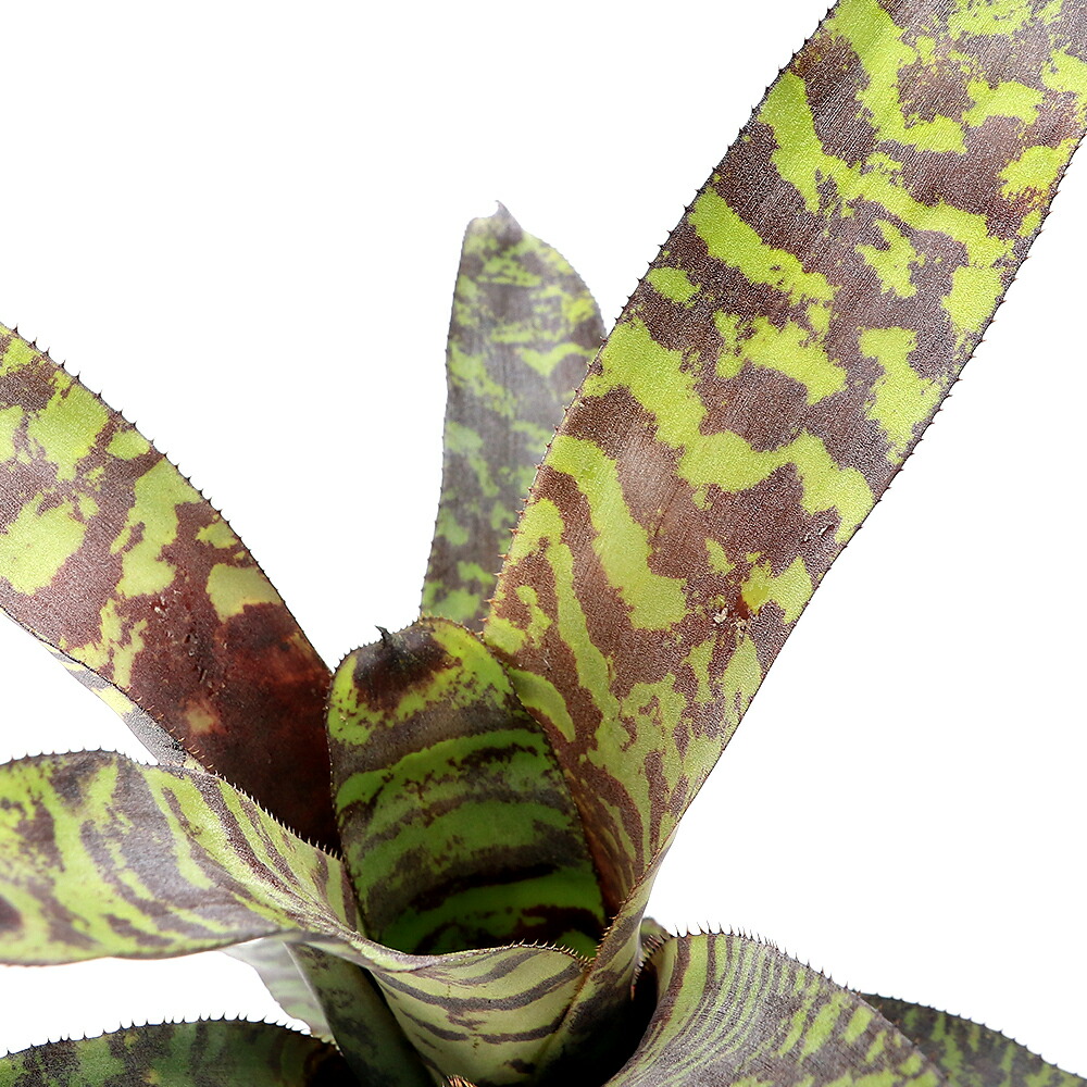 （観葉植物）カニストラム　セイデリアナム　３～４号（１株）タンクブロメリア｜charm 店