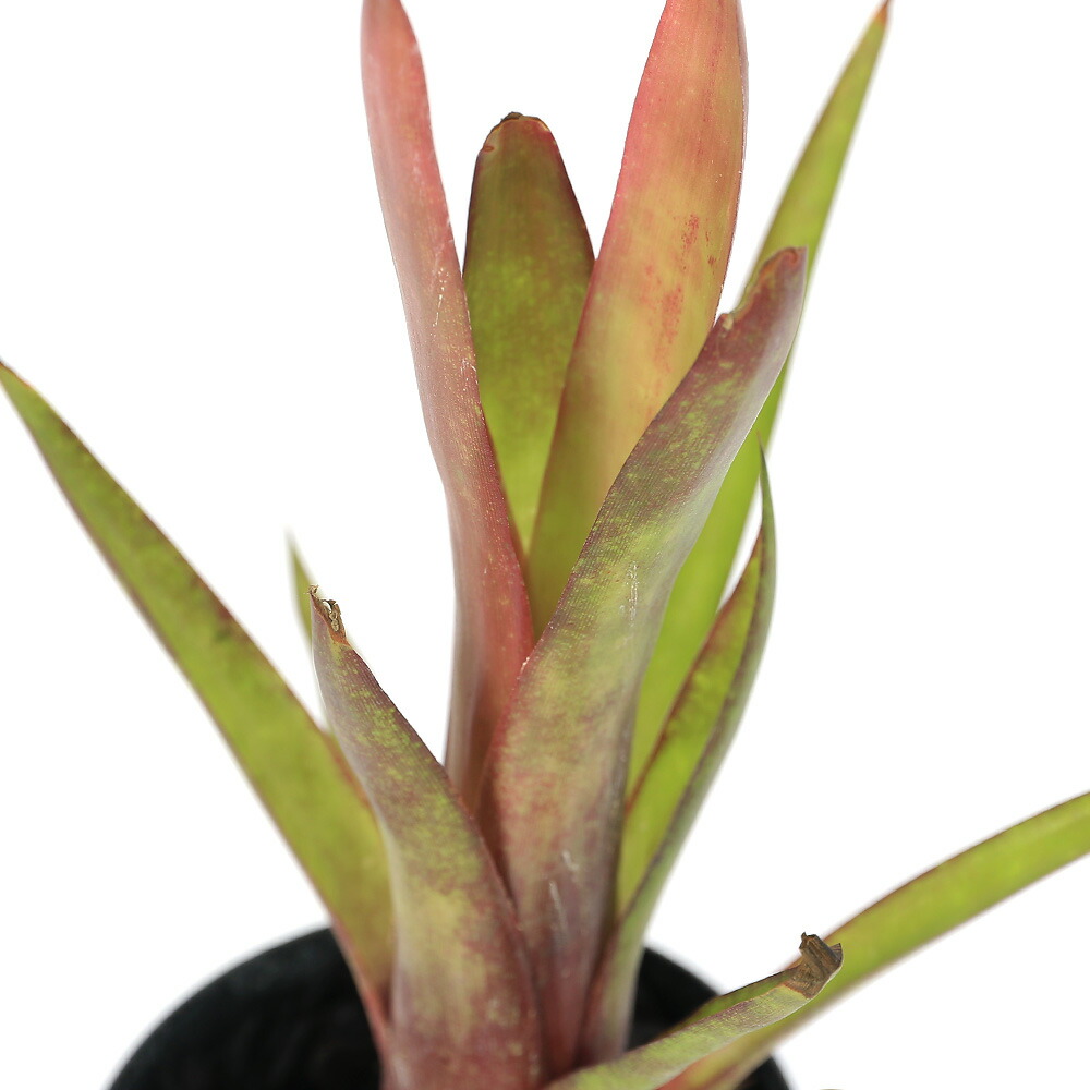 （観葉植物）ビルベルギア　’ビードルバーグ’　３号（１株）