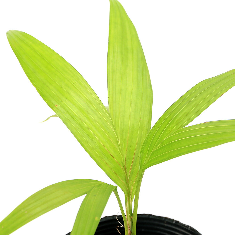 期間限定11000円→9900円【美品】タビビトノキ 楽天市場】（観葉植物）タビビトノキ 旅人の木 オオギバショウ 3〜4