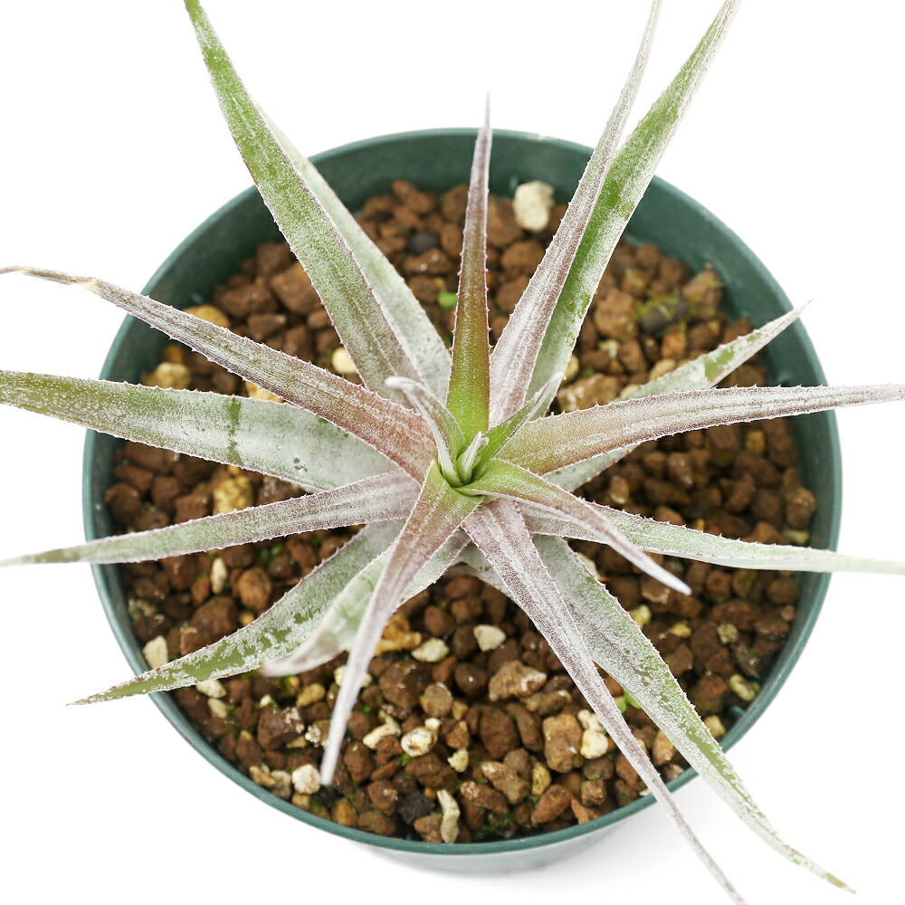 （観葉植物）オルソフィツム　ザノニー（１株）ブロメリア｜charm 店