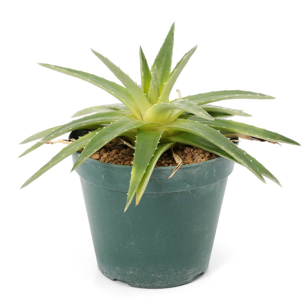 （観葉植物）一点物　ディッキア　イエローグロー　３号（１鉢）（３５１７９５）