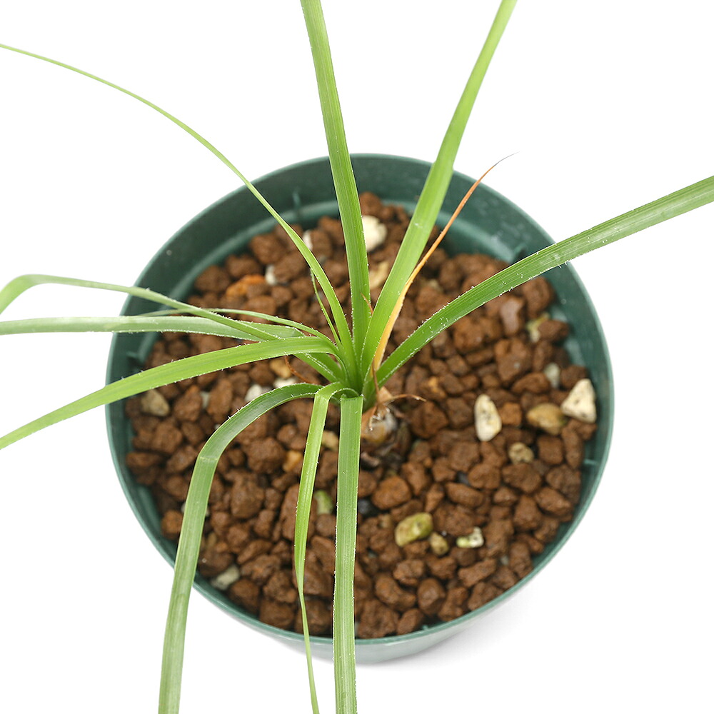 （観葉植物）ピトカイルニア　カルデナシィ（１株）ブロメリア