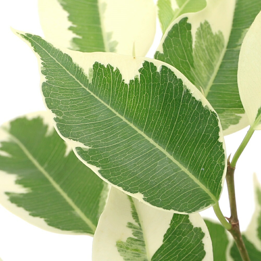 フィカス エラスティカ ティネッケ 高さ140cm フィカス・ティネケ S | 観葉植物の通販 AND PLANTS (アンド