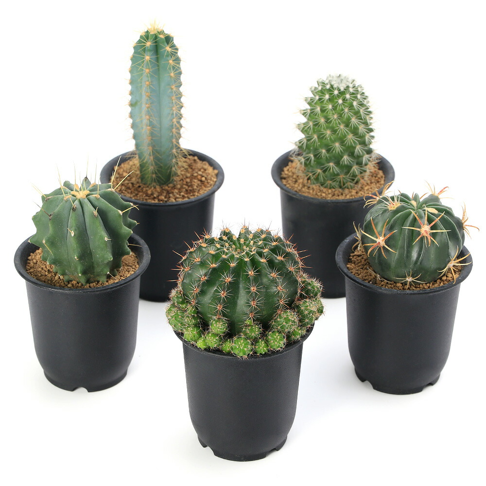 サボテン　セット①　品種たくさん fit=scale-down,w=1200