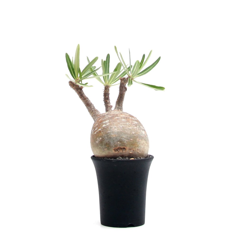 楽天市場】（観葉植物）一点物 パキポディウム グラキリス 現地株 発根  