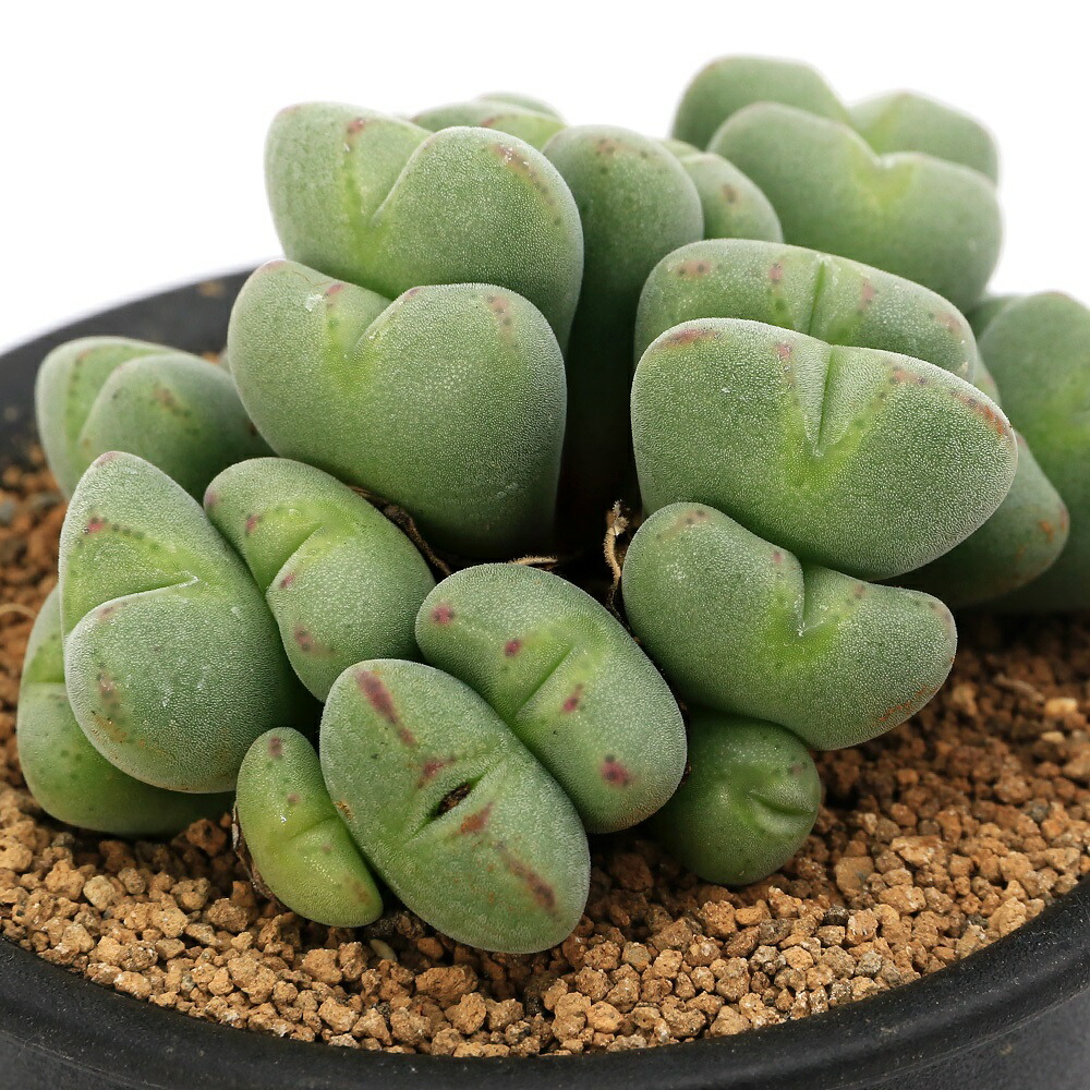 楽天市場】（多肉植物）リトープス（玉型メセン）寄せ植え 品種