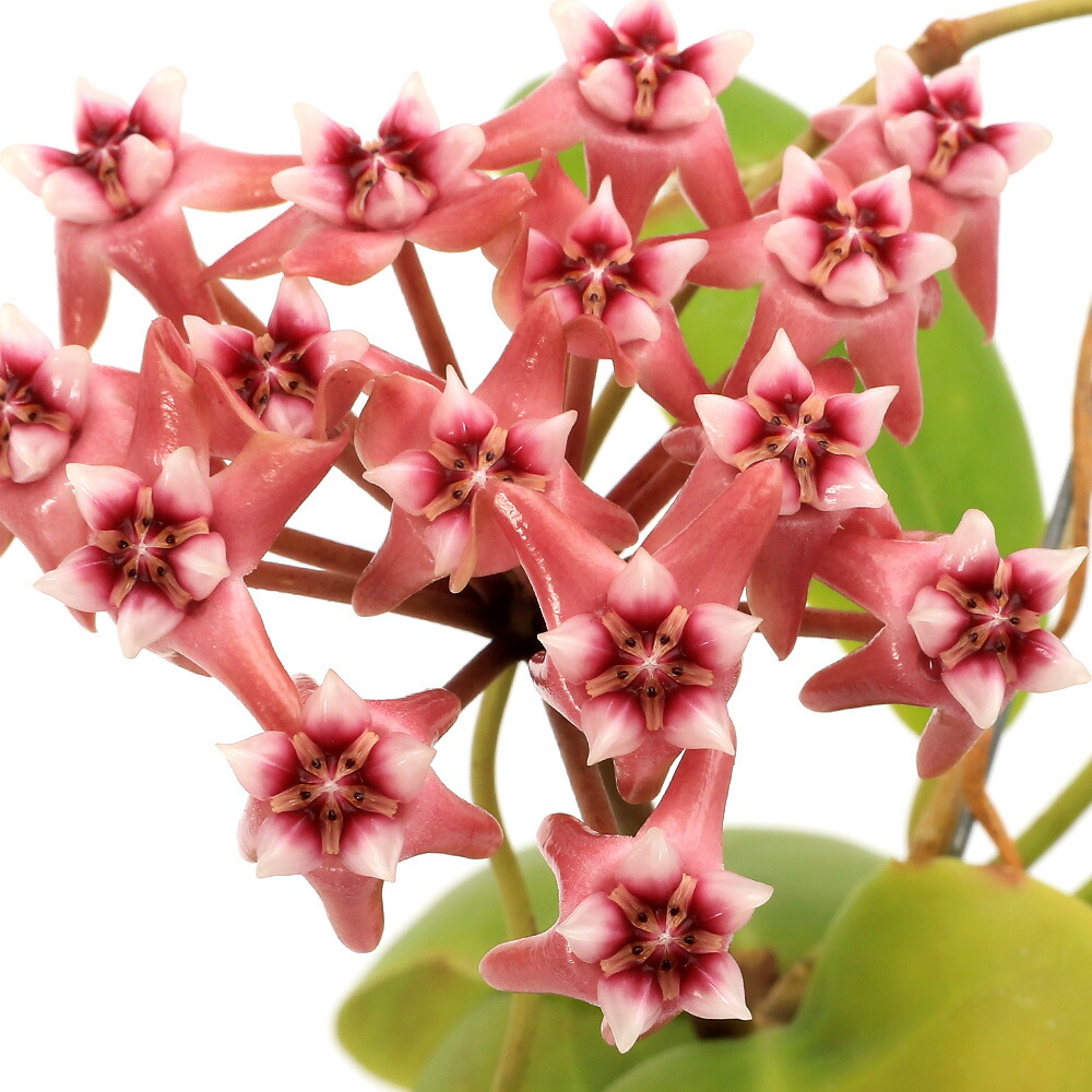 Hoya sulawesiana ホヤ スラウェシアナ ☆新芽展開中 【公式通販】