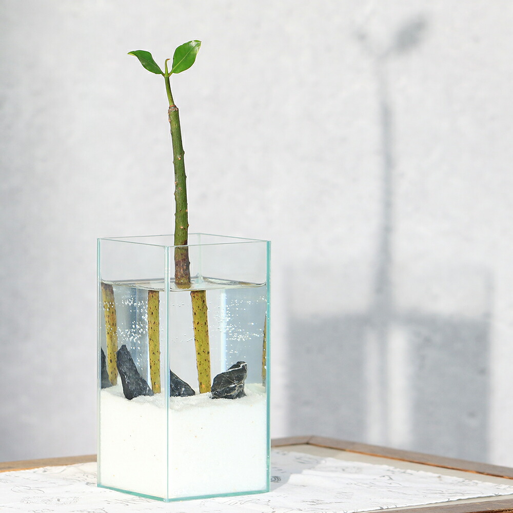 幸せを呼び込むかもしれないケセランパサラン 幸せを呼ぶ】ケサランパサラン【幸せ運ぶ】 ドライフラワー