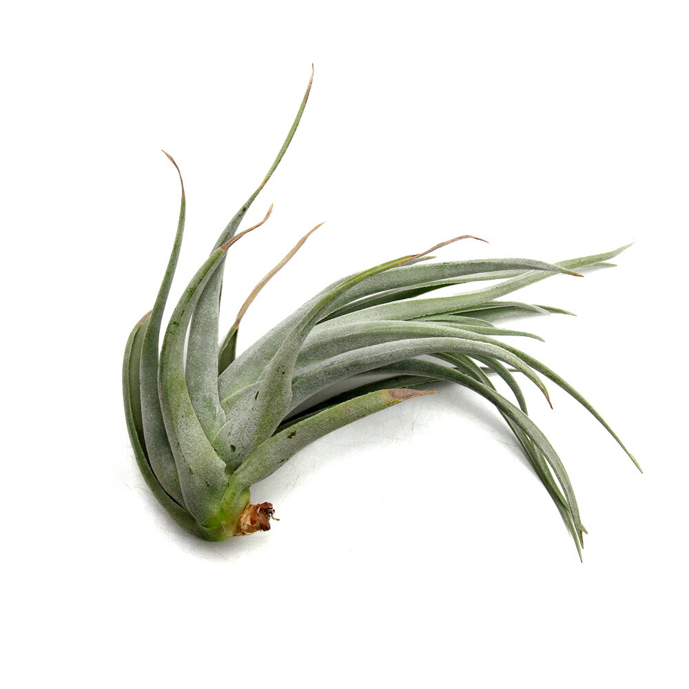 (観葉植物)一点物 エアープランツ レオナミアーナ ディープレッド(1株)