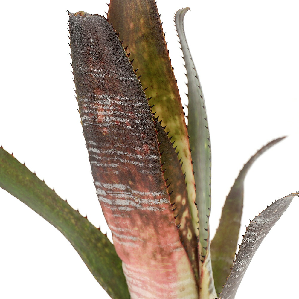 （観葉植物）一点物　ビルベルギア　’ベリーブラスト’　２号　（１株）　ブロメリア　タンクブロメリア