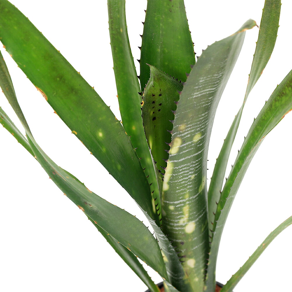 (観葉植物)一点物 ビルベルギア ビッタータ ’ドミンゴス マーティンス’ 2号(1株) ブロメリア タンクブロメリア