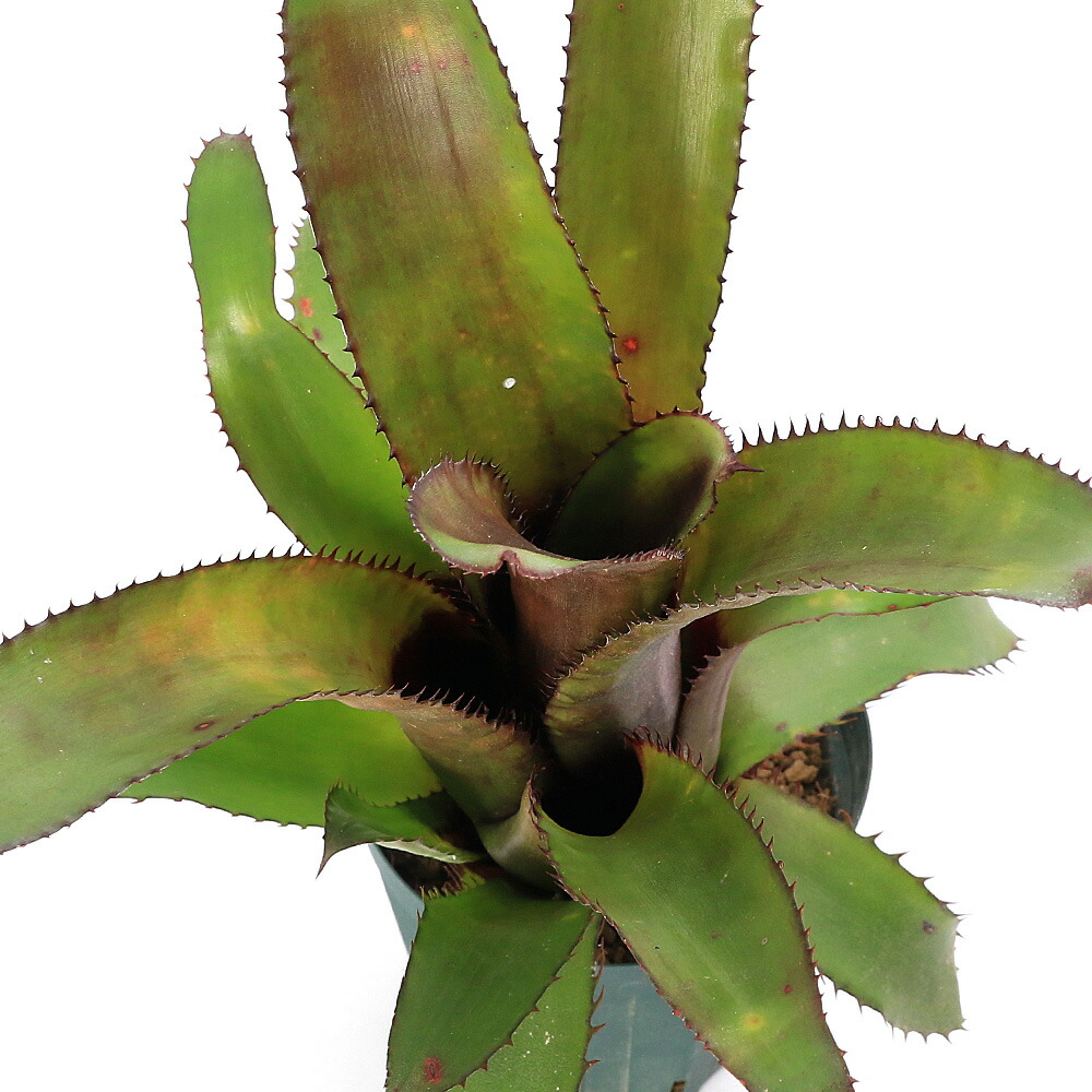 (観葉植物)エクメア ハイブリッド 4号(1鉢)