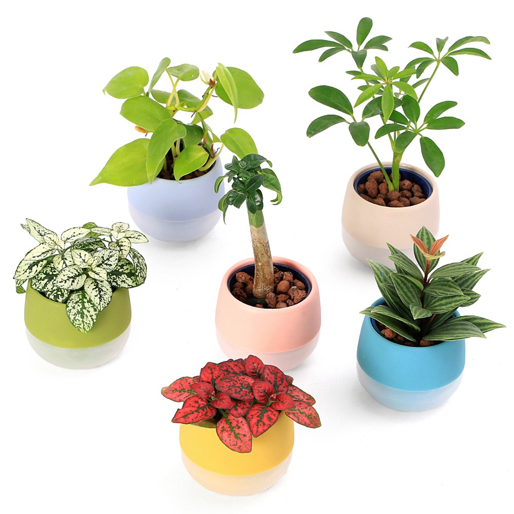 その他観葉植物 moomooo 観葉植物cotosoil｜お花を贈る｜京都 二条の花屋 : Blowmist