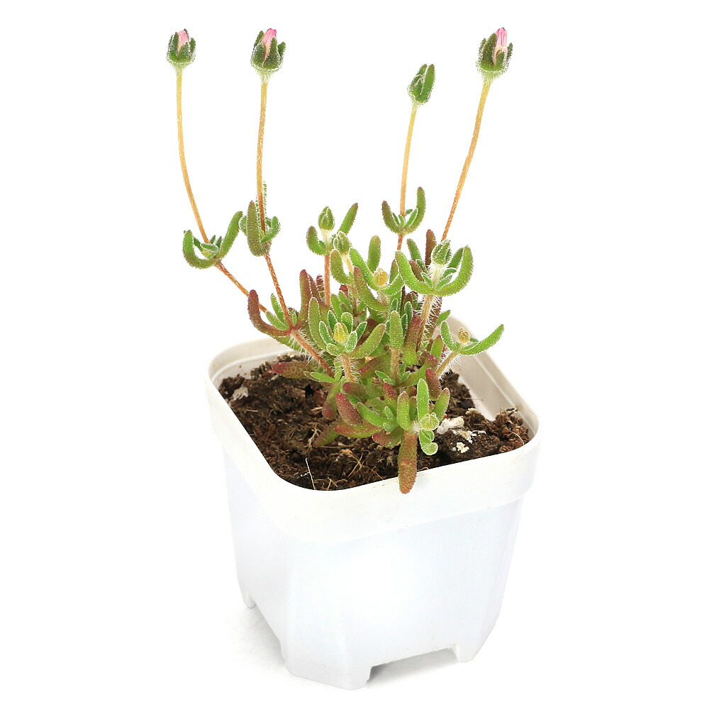 楽天市場】（多肉植物）一点物 モンソニア ムルチフィダ 現地株