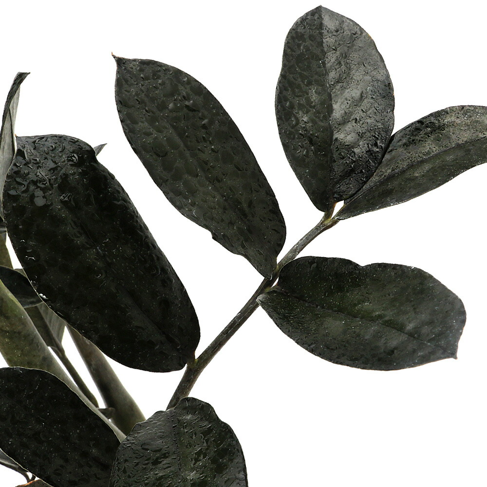 あーちゃん　アロエベラ3個 あーちゃん アロエベラ3個 あーちゃん アロエベラ3個 あーちゃん