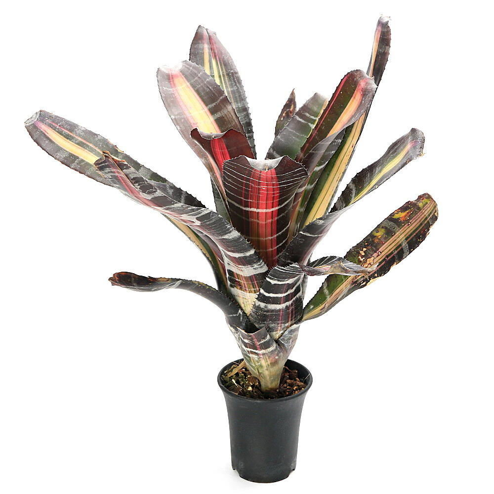 (観葉植物)エクメア ロベルトメネスカル 3.5号(1株)|charm 店