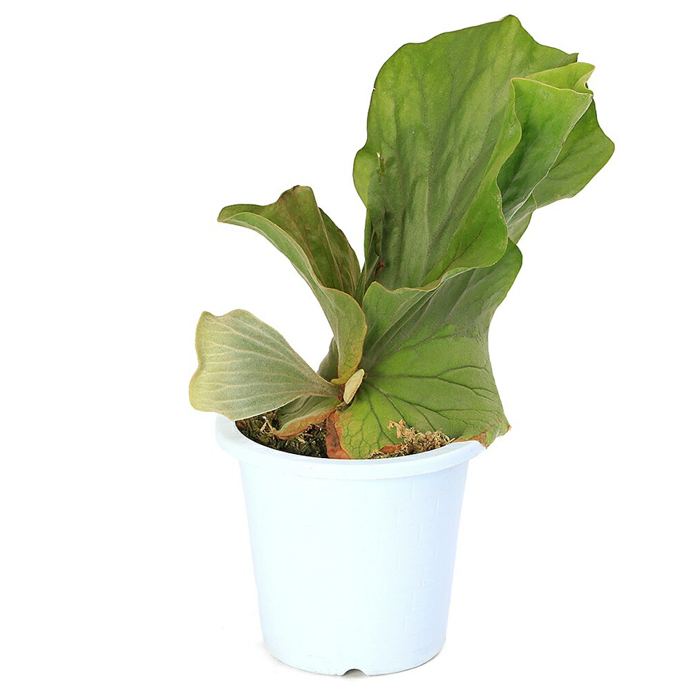 楽天市場】（観葉植物）コウモリラン ビカクシダ 4号（1鉢