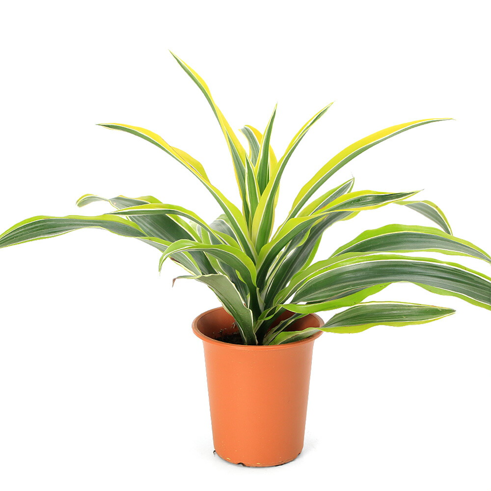 楽天市場】（観葉植物）ドラセナ リフレクサ ソング オブ