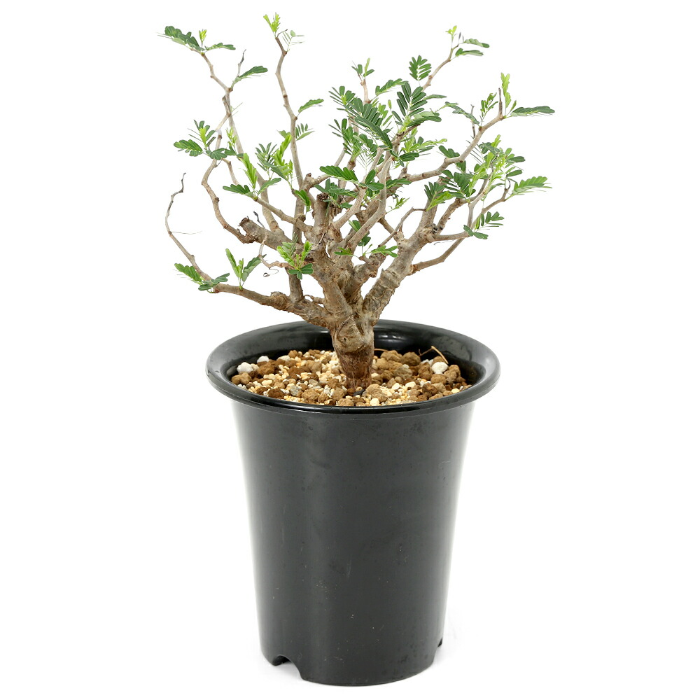 楽天市場】（観葉植物）一点物 センナ メリディオナリス 実生株 7号